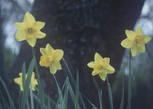 Daffodil Hill