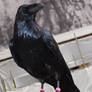 Raven 07