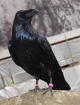 Raven 07