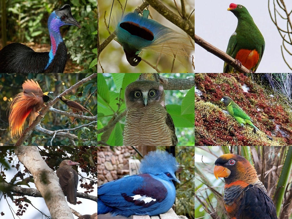 Birds of Papua New Guinea by eucalyptusdreams on DeviantArt