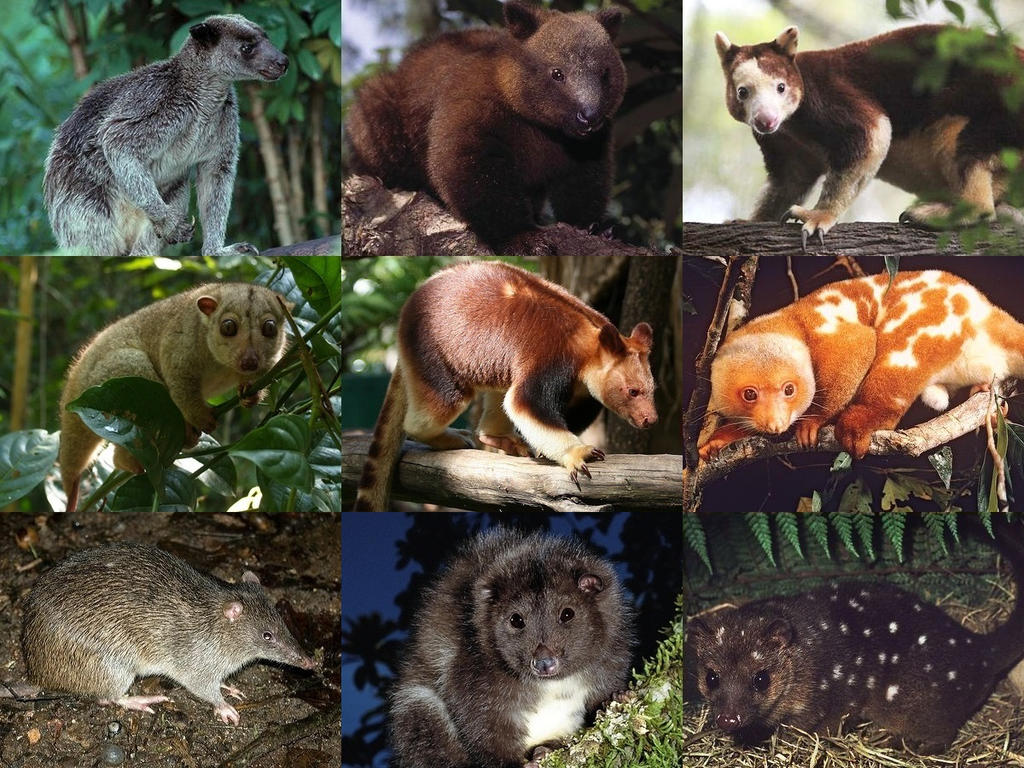 Marsupials of Papua New Guinea by eucalyptusdreams on DeviantArt