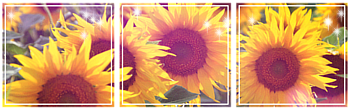 [F2U] Divider Sunflowers