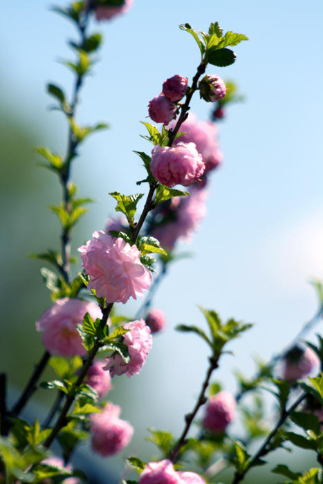 Pink Blossoms