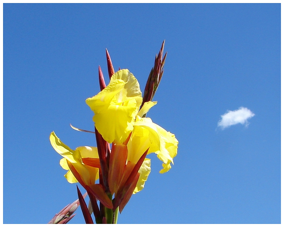 Reaching For The Sky