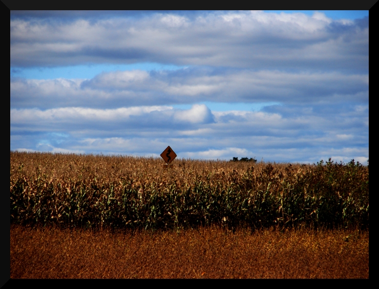 Swallowed By The Corn