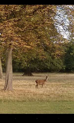 Deer in Windsor Great Park