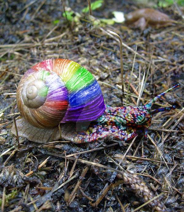 Color Changing Snails colorful snail by Thorston on DeviantArt