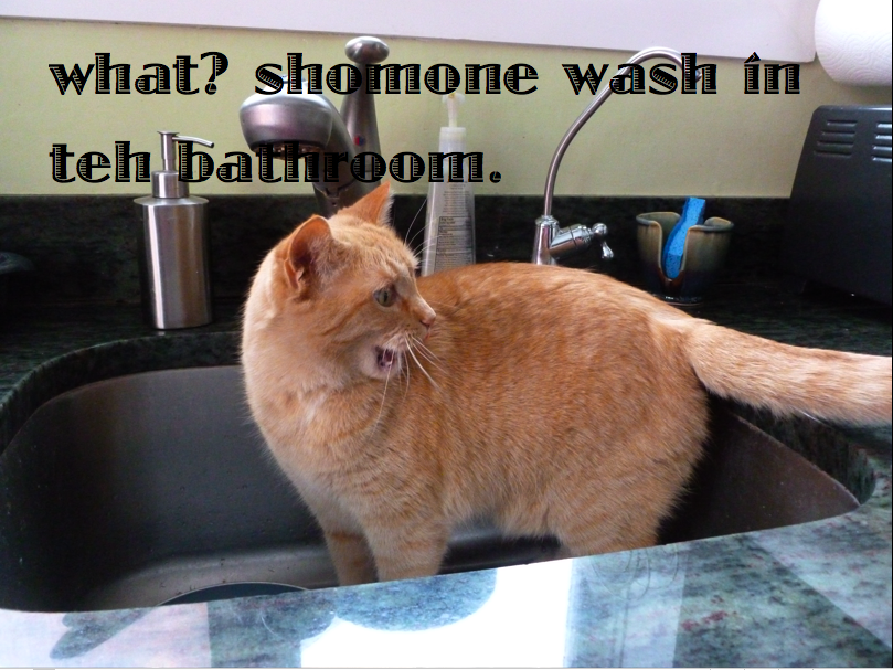 LOLCat in the Sink