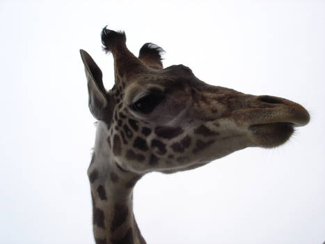 Louis the Giraffe