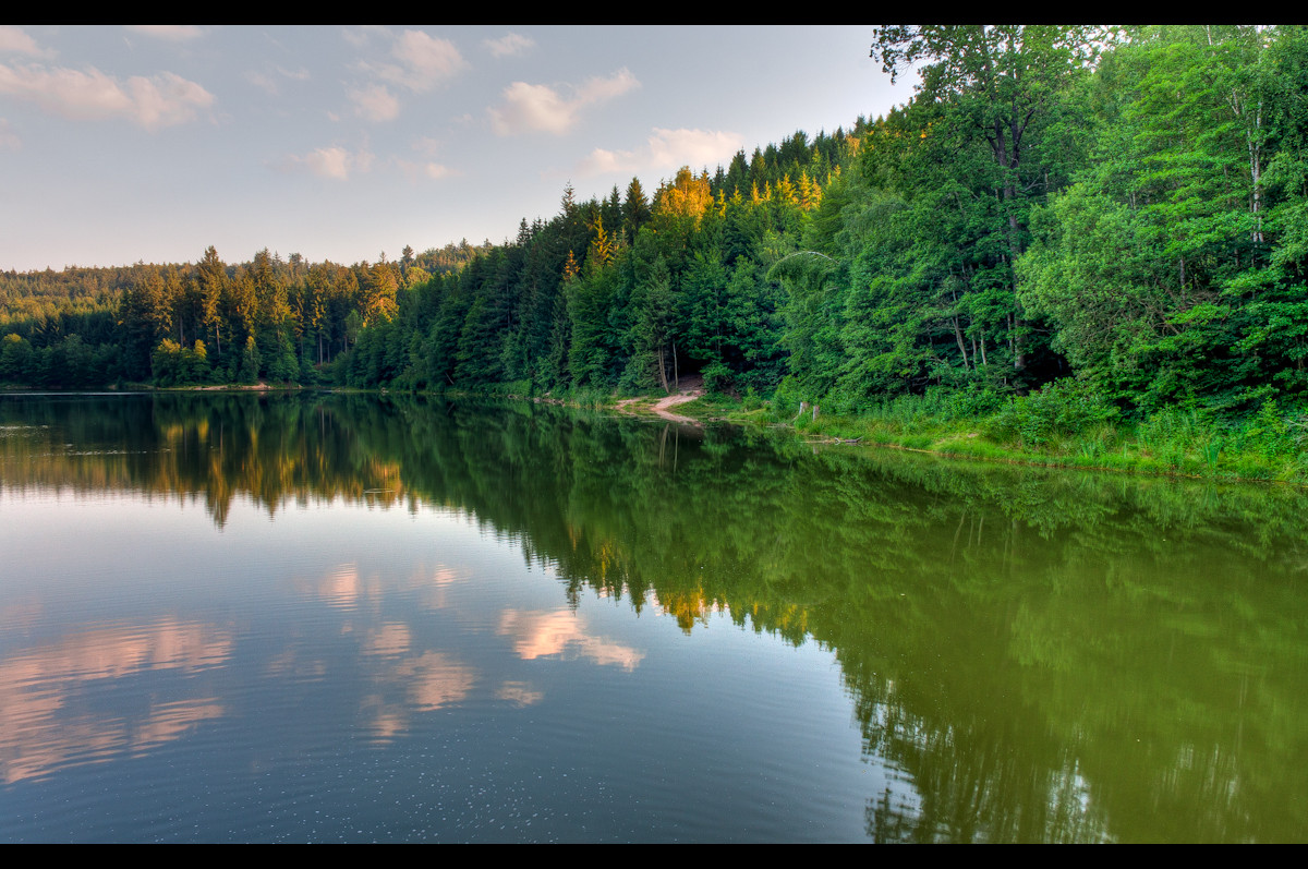 Treeline