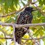 European Starling