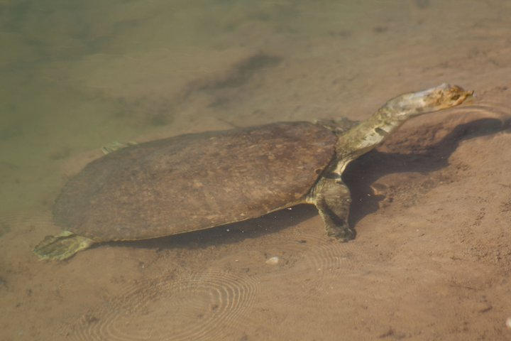 Deviantart Softshell Turtle Spiny softshell turtle by ChipDurham on DeviantArt