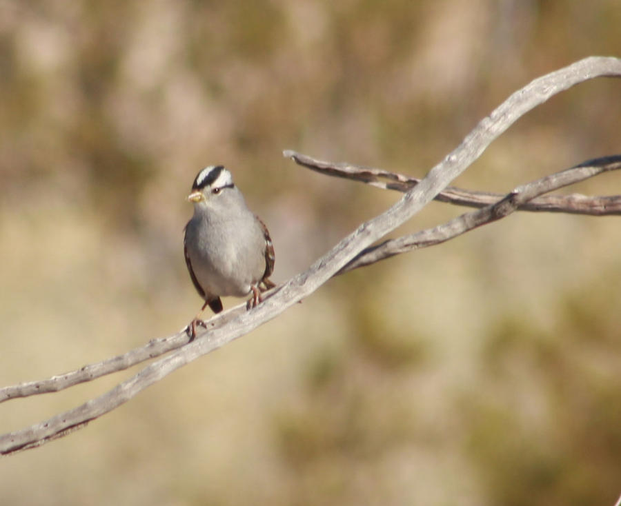 White-Crowned Sparrow