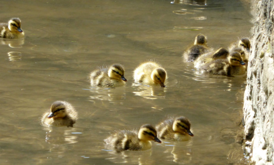 Ducklings2