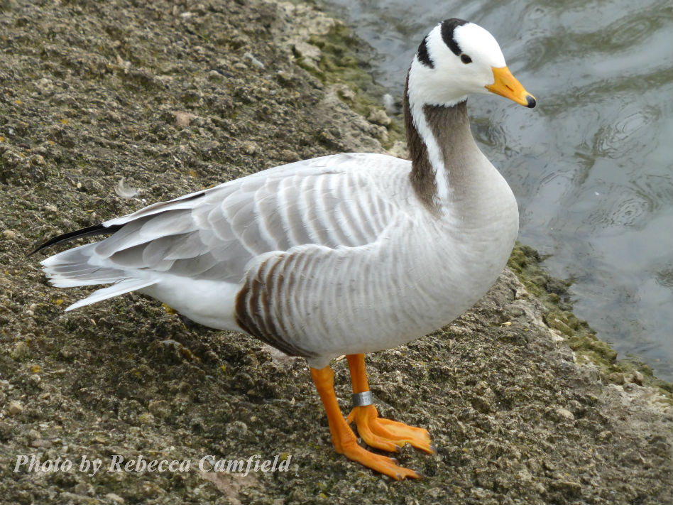 Bar-headed Goose