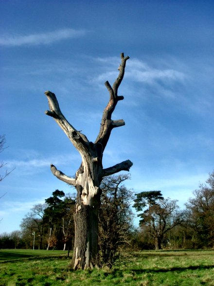 bold tree 2 by chaosia-photos on DeviantArt