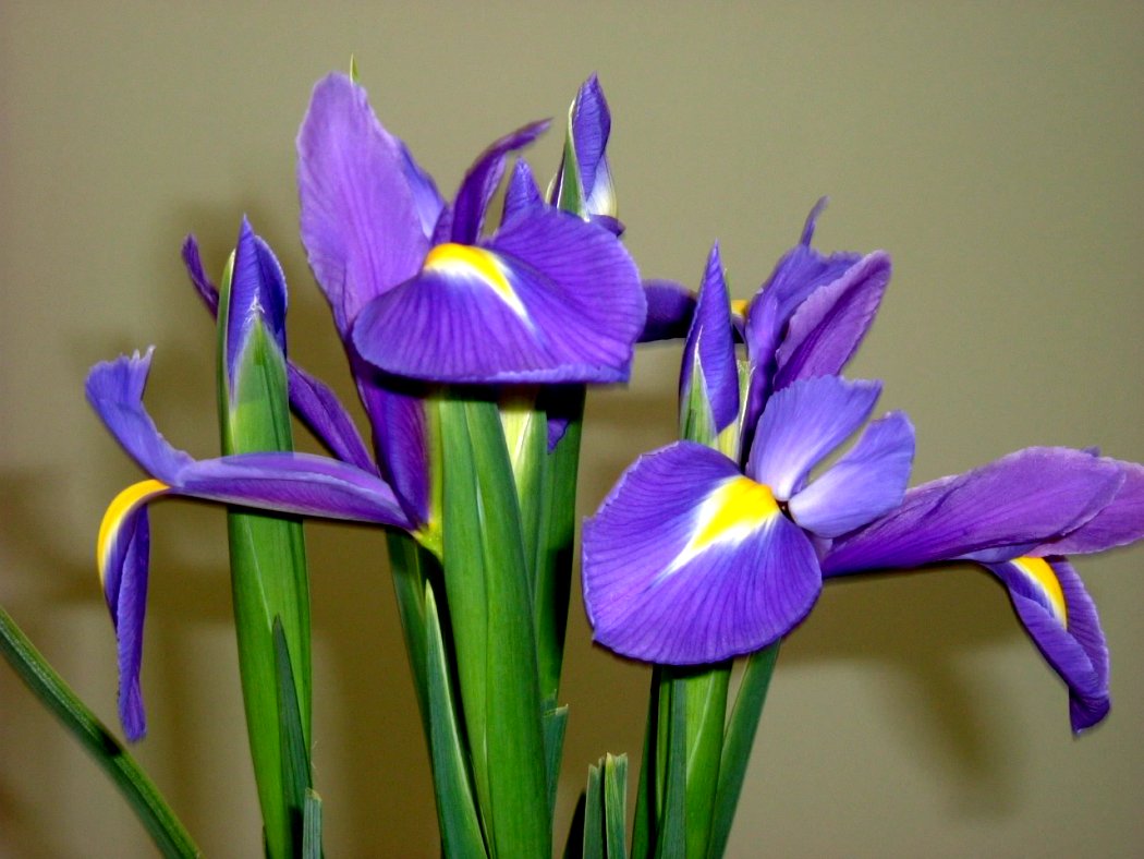 more irises