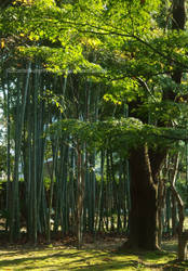 Life - Inuyama, Japan