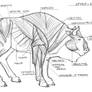 Study - European Bison (muscles)
