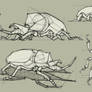 Study - Rhino Beetle