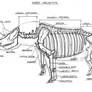 Study - Rhino (skeleton)