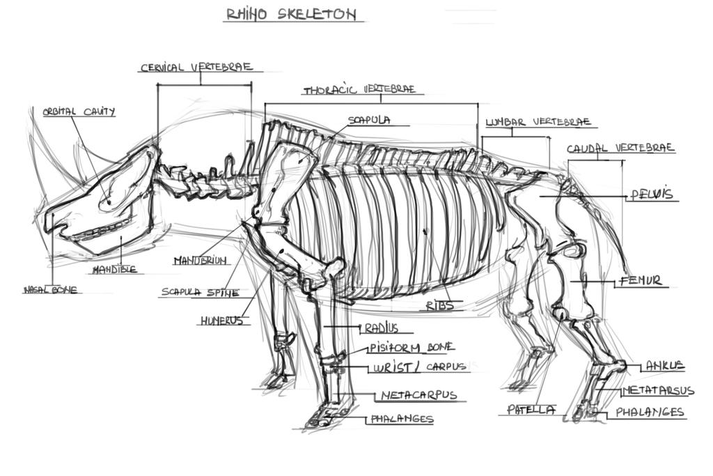 Black Rhino Skeleton Line Art Of Rhinoceros Skeleton Inside Silhouette
