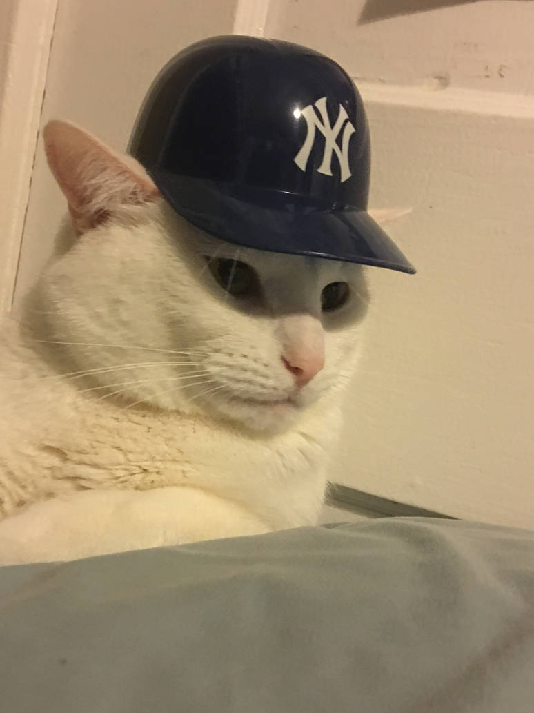 My rapping cat by theredbrickgamer on DeviantArt