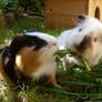 Guinea Pigs