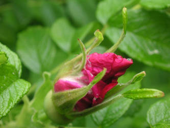 Rosebud in rain