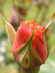Spider Rose