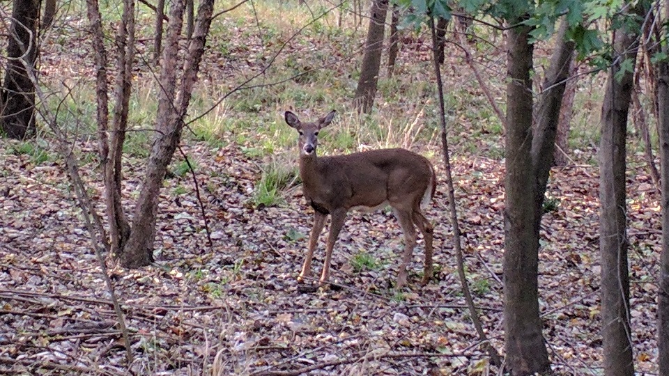 Hello, Deer (October 25, 2017)