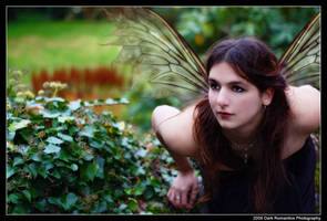 Fairy