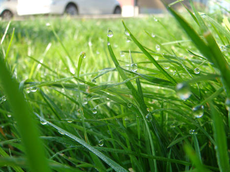 Morning Grass Dew