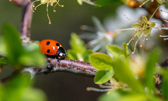 Peekaboo Ladybug