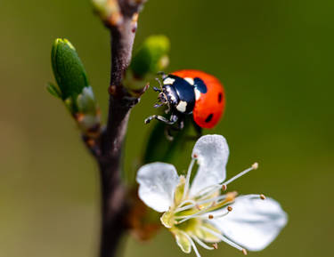 Ladybug Part 2