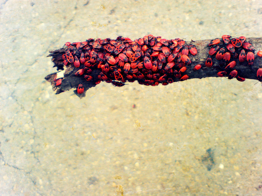 Red Insect During Rains After rain Bugs by DoubleMRo on DeviantArt