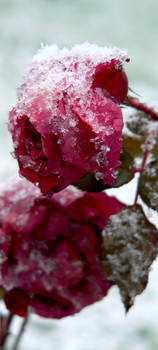 ...Frozen Beauty...