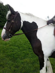 Beautiful piebald mare.