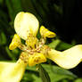 Yellow flower 6