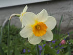Daffodil by AvalonGrayce