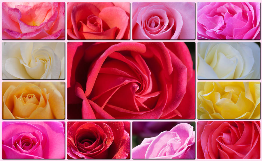 Repeating Roses Collage Rose collage by Yuumitan on DeviantArt