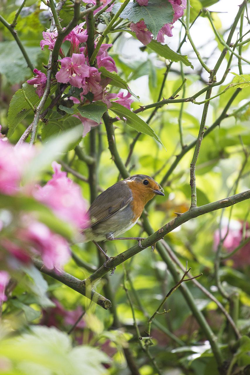 Robin in the bushes