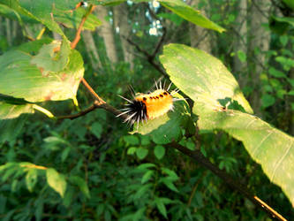 Lophocampa Maculata