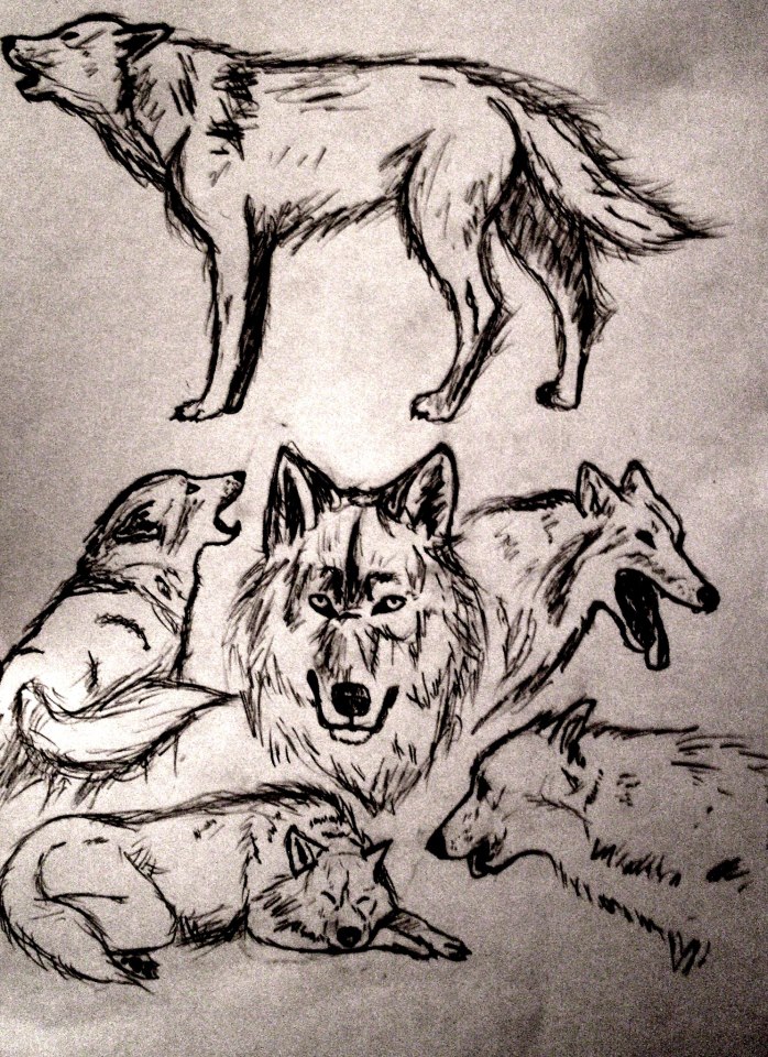 Sharp Wolf Reference Wolf References by wolfxinx on DeviantArt