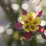 blossom at tree