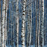 Birch forest