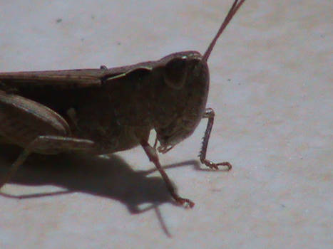 Grasshopper