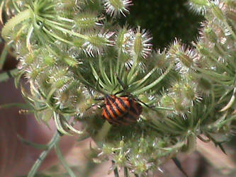 Bug on Plant