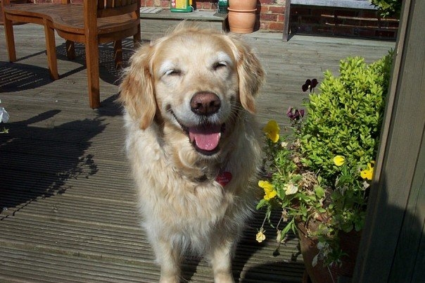 Smiley Dog