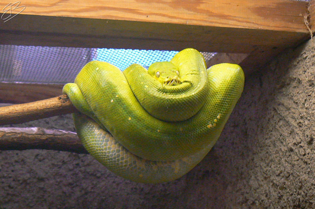 'Zombie' snake by another-el on DeviantArt